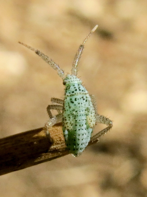 Oncotylus setulosus - búzavirágpoloska