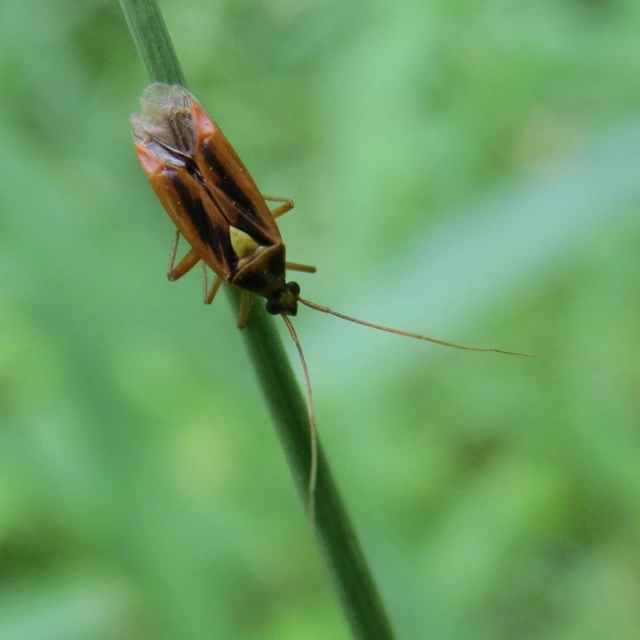 Stenotus binotatus - kétfoltos mezeipoloska