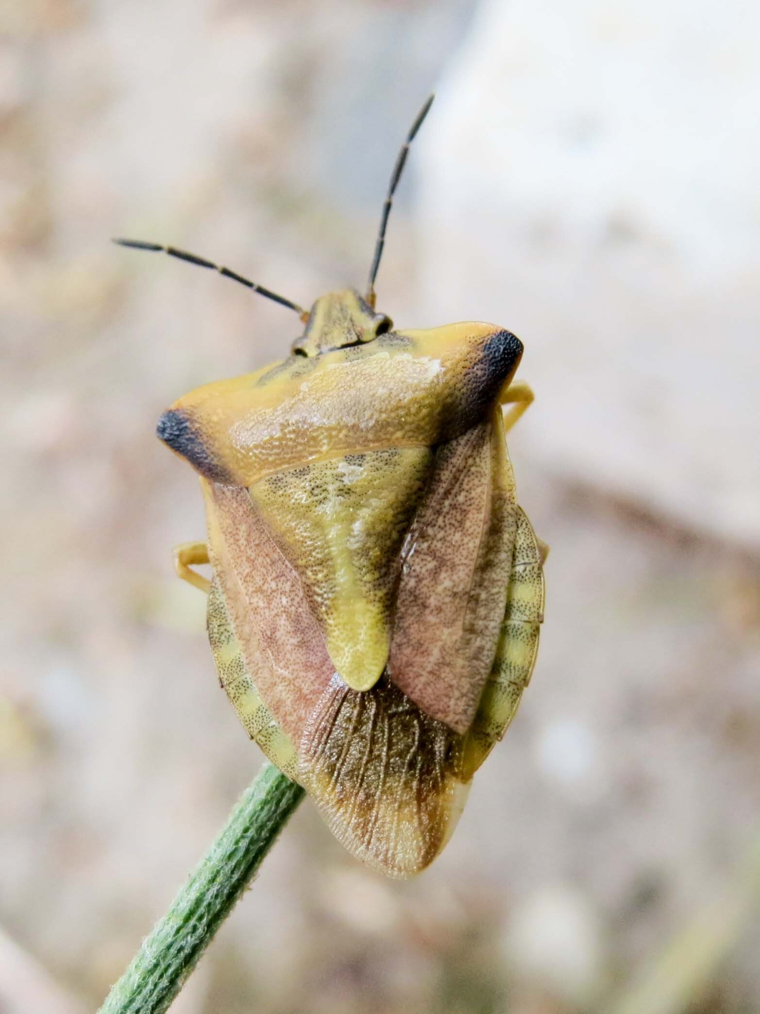Carpocoris fuscispinus - tüskés gyümölcspoloska