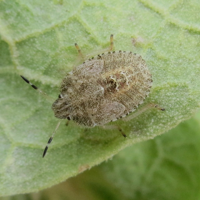Dolycoris baccarum - közönséges bogyómászó-poloska Dolycoris baccarum - közönséges bogyómászó-poloska
