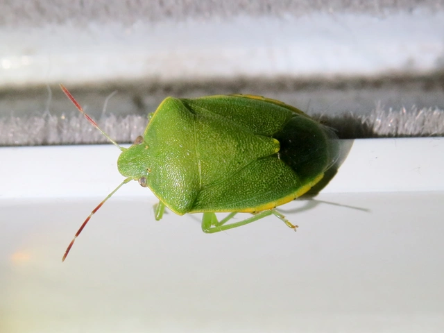 poloskák (Heteroptera)