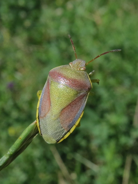 Piezodorus lituratus - bíboros címerespoloska Piezodorus lituratus - bíboros címerespoloska