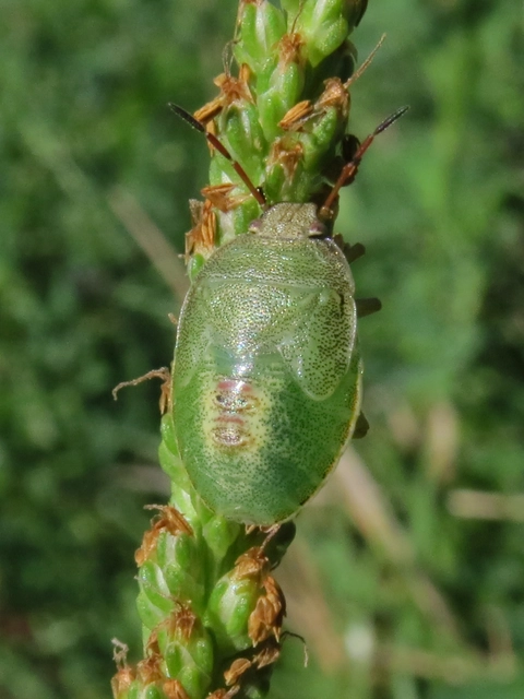 Piezodorus lituratus - bíboros címerespoloska Piezodorus lituratus - bíboros címerespoloska