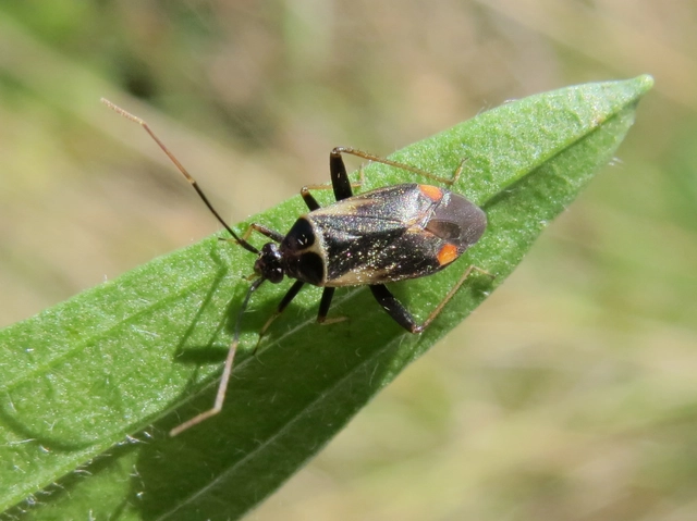 Adelphocoris seticornis - szegélyes mezeipoloska