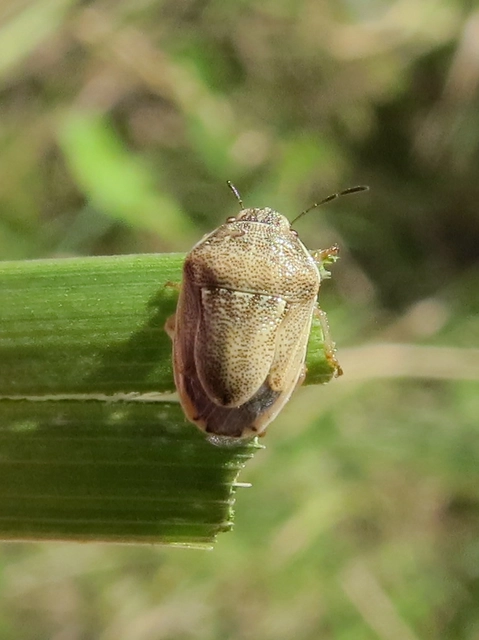 Neottiglossa leporina - sárgahasú címerespoloska Neottiglossa leporina - sárgahasú címerespoloska