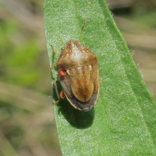 Neottiglossa leporina - sárgahasú címerespoloska Neottiglossa leporina - sárgahasú címerespoloska