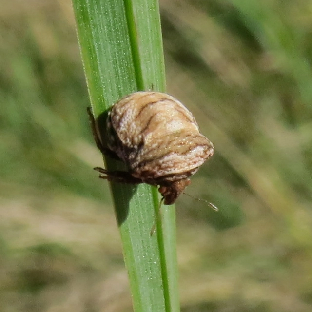 Vilpianus galii Vilpianus galii