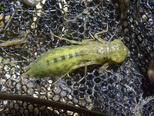 Anax imperator - zöld óriásacsa