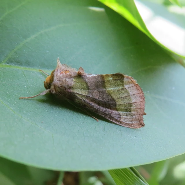 Diachrysia chrysitis - aranybagoly
