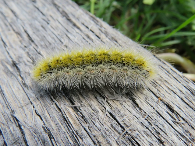 Rhyparia purpurata - bíborszínű medvelepke