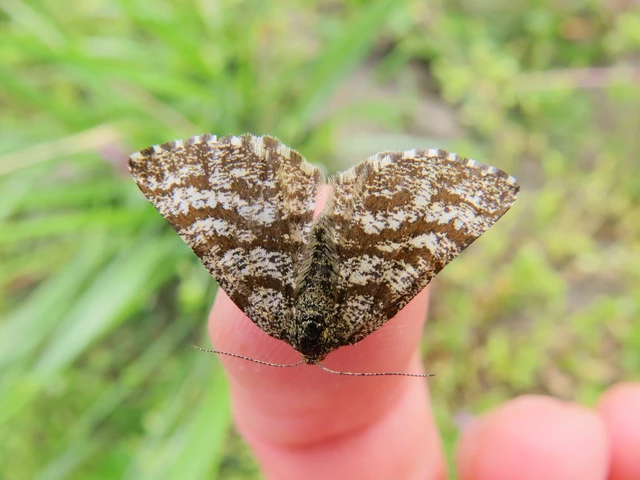 Ematurga atomaria - barna rétiaraszoló