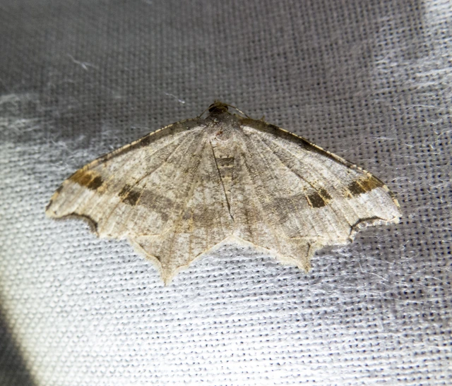 Macaria alternata - közönséges szürkearaszoló