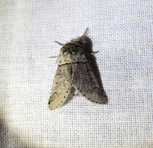 Furcula furcula - szürke púposszövő