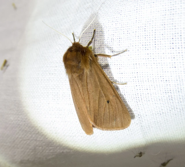 Phragmatobia fuliginosa - füstös medvelepke
