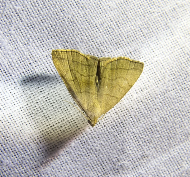 Herminia tarsicrinalis - szőröslábú karcsúbagoly