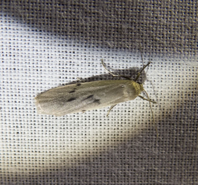 Pelosia muscerda - hamvas zuzmószövő