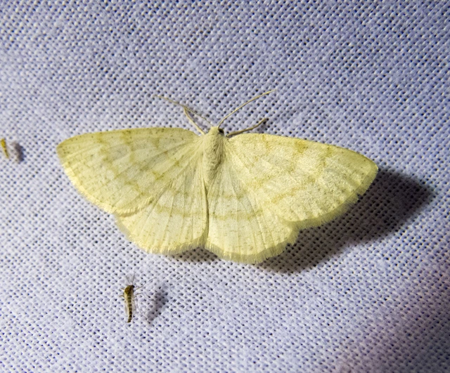 Cabera exanthemata - pettyes égeraraszoló