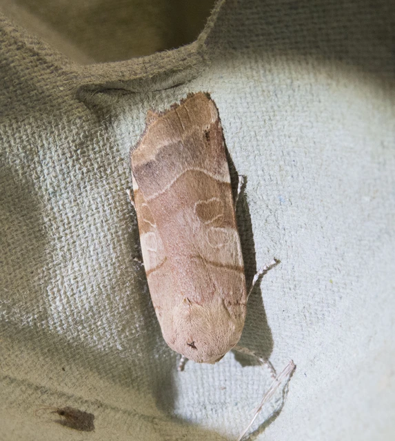 Noctua fimbriata - szélessávú sárgafűbagoly