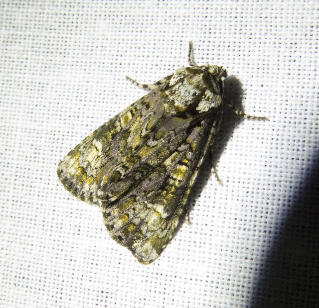Craniophora ligustri - fagyalbagoly