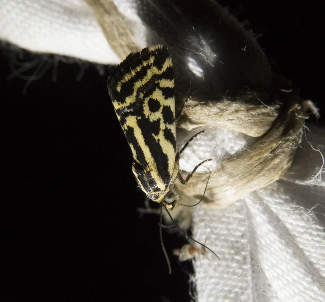 Emmelia trabealis - zebrabagoly