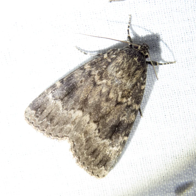 Amphipyra berbera/pyramidea