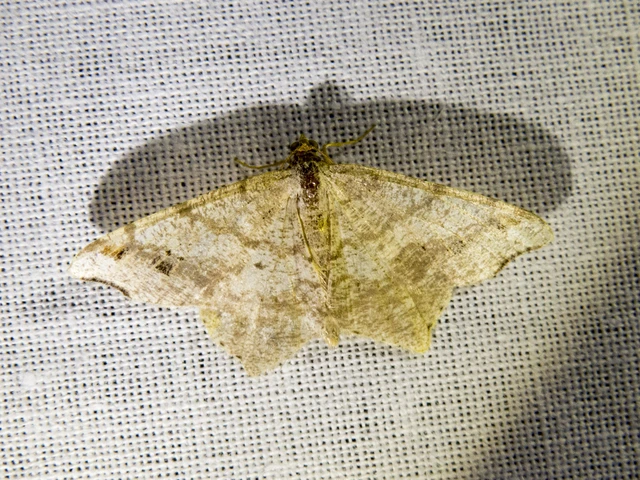 Macaria alternata - közönséges szürkearaszoló