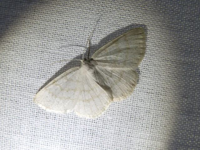 Cabera exanthemata - pettyes égeraraszoló
