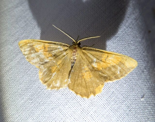 Angerona prunaria - sárga kökényaraszoló