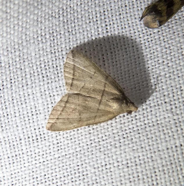 Herminia grisealis - ligeti karcsúbagoly