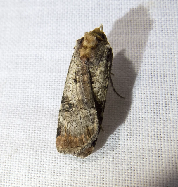 Epilecta linogrisea - karcsú sárgafűbagoly
