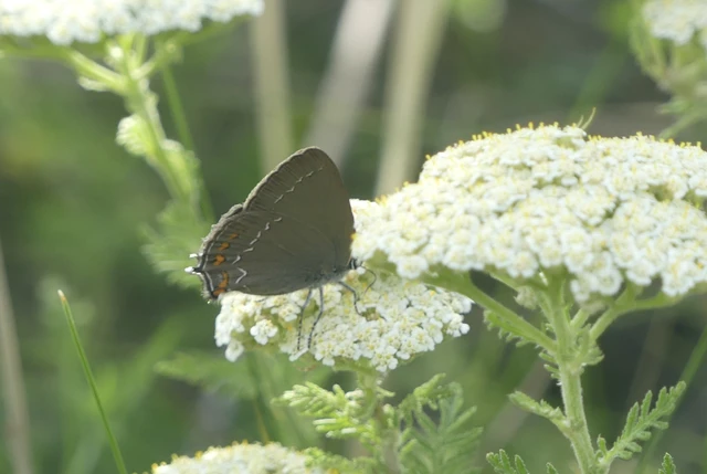 Satyrium ilicis - tölgyfa-csücsköslepke