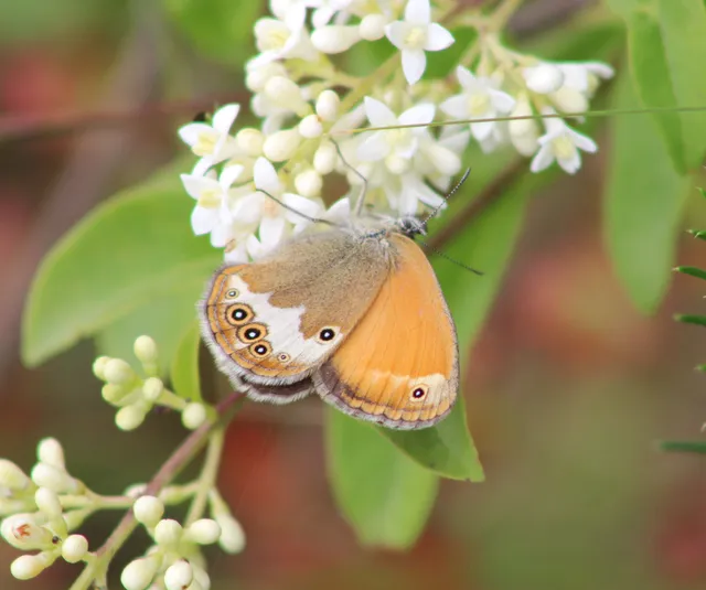 Coenonympha arcania - fehéröves szénalepke