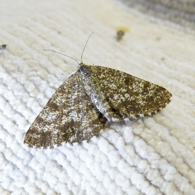 Ematurga atomaria - barna rétiaraszoló