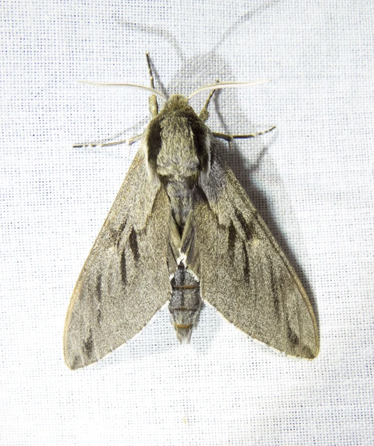 Hyloicus pinastri - fenyőszender