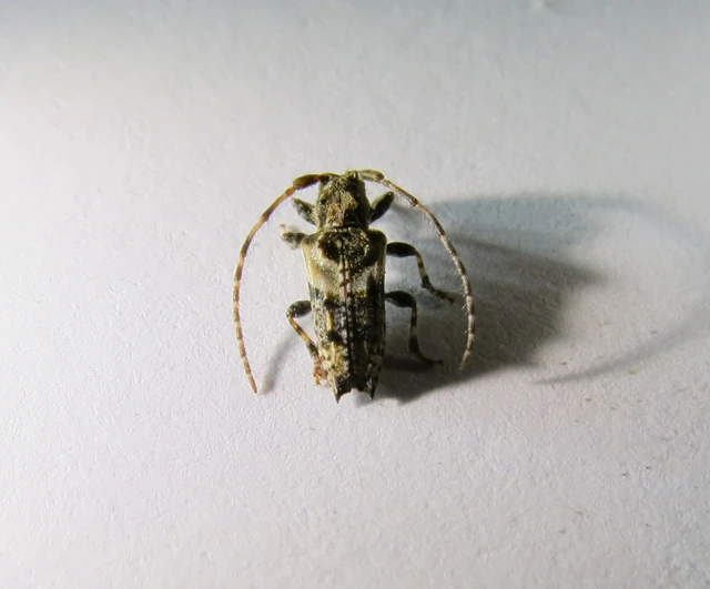 Pogonocherus hispidus - kéttövises ecsetcincér
