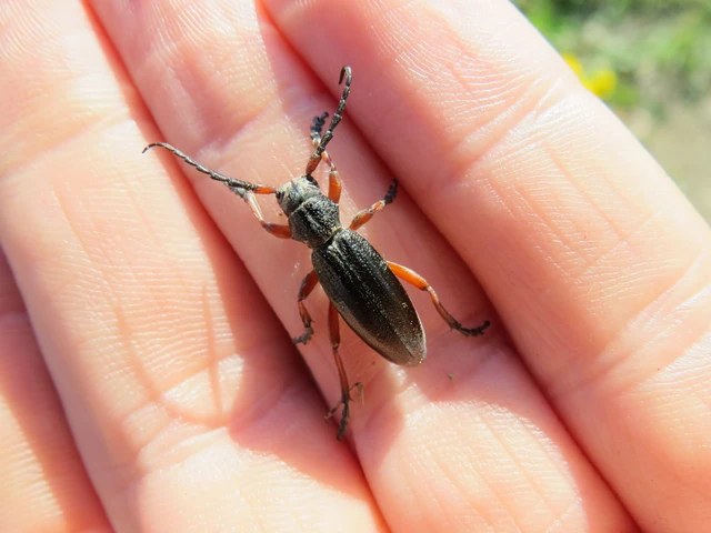 Dorcadion fulvum - barna gyalogcincér