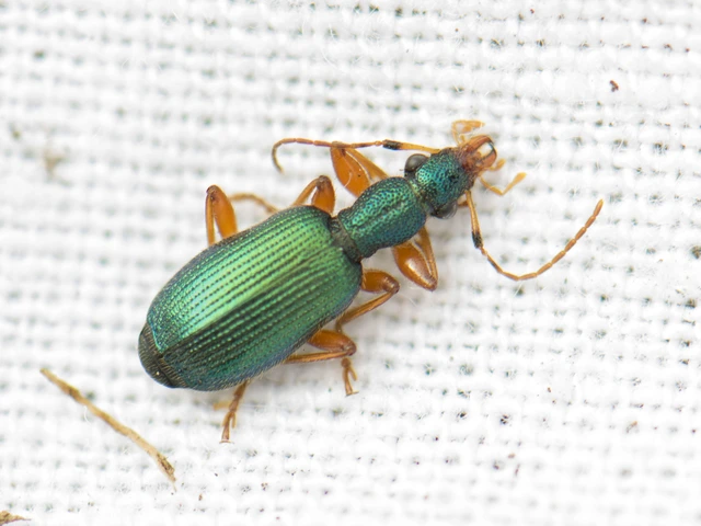 Drypta dentata - atlaszfutó