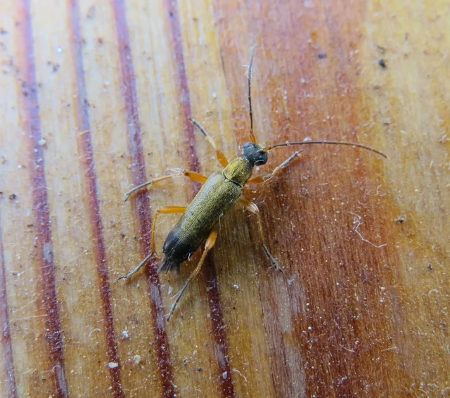 Grammoptera ustulata - aranyszőrű galagonyacincér Grammoptera ustulata - aranyszőrű galagonyacincér