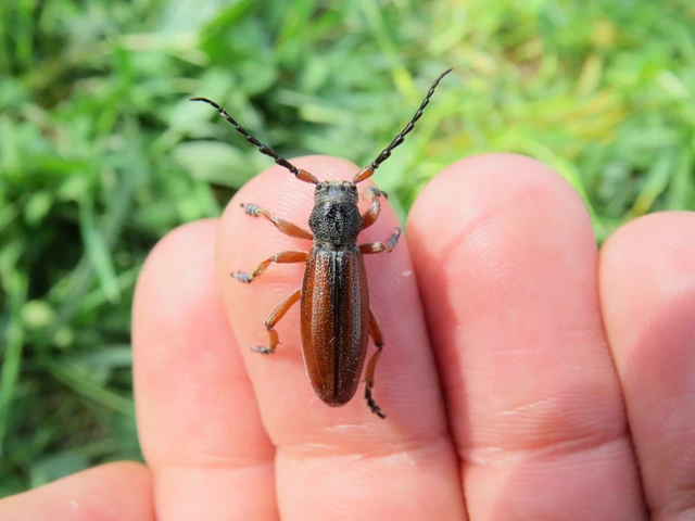 Dorcadion fulvum - barna gyalogcincér