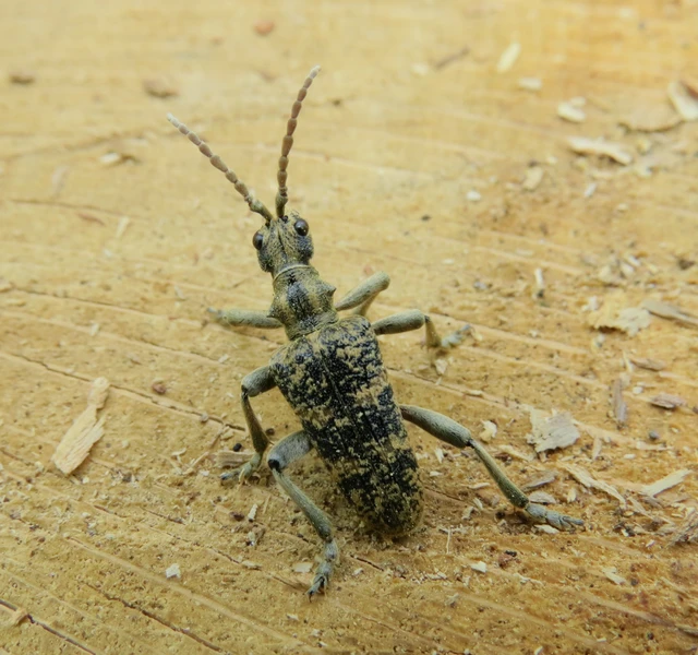 Rhagium sycophanta - tölgyes-tövisescincér