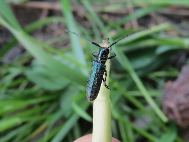 Agapanthia violacea - kék somkórócincér