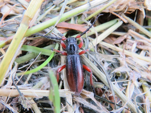 Dorcadion fulvum - barna gyalogcincér