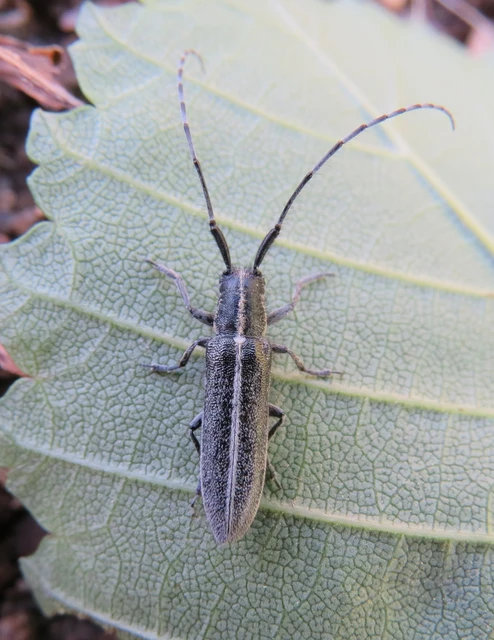 Agapanthia cardui - sávos bogáncscincér