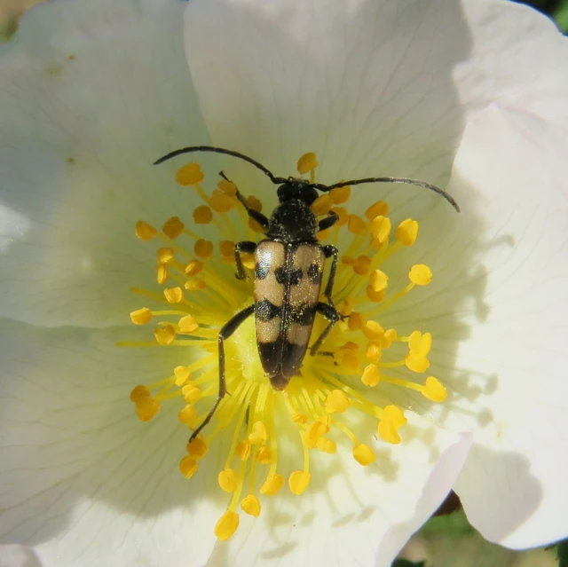 Pachytodes erraticus - rajzos virágcincér