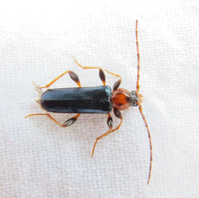 Phymatodes testaceus - változékony korongcincér