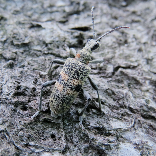 Rhagium mordax - cser-tövisescincér