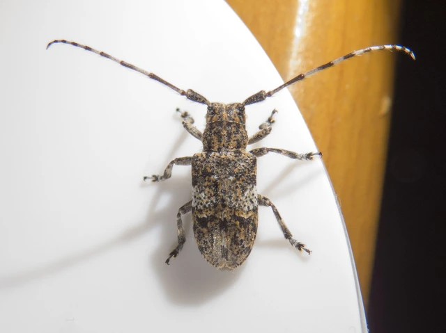 Mesosa nebulosa - ködfoltos cincér