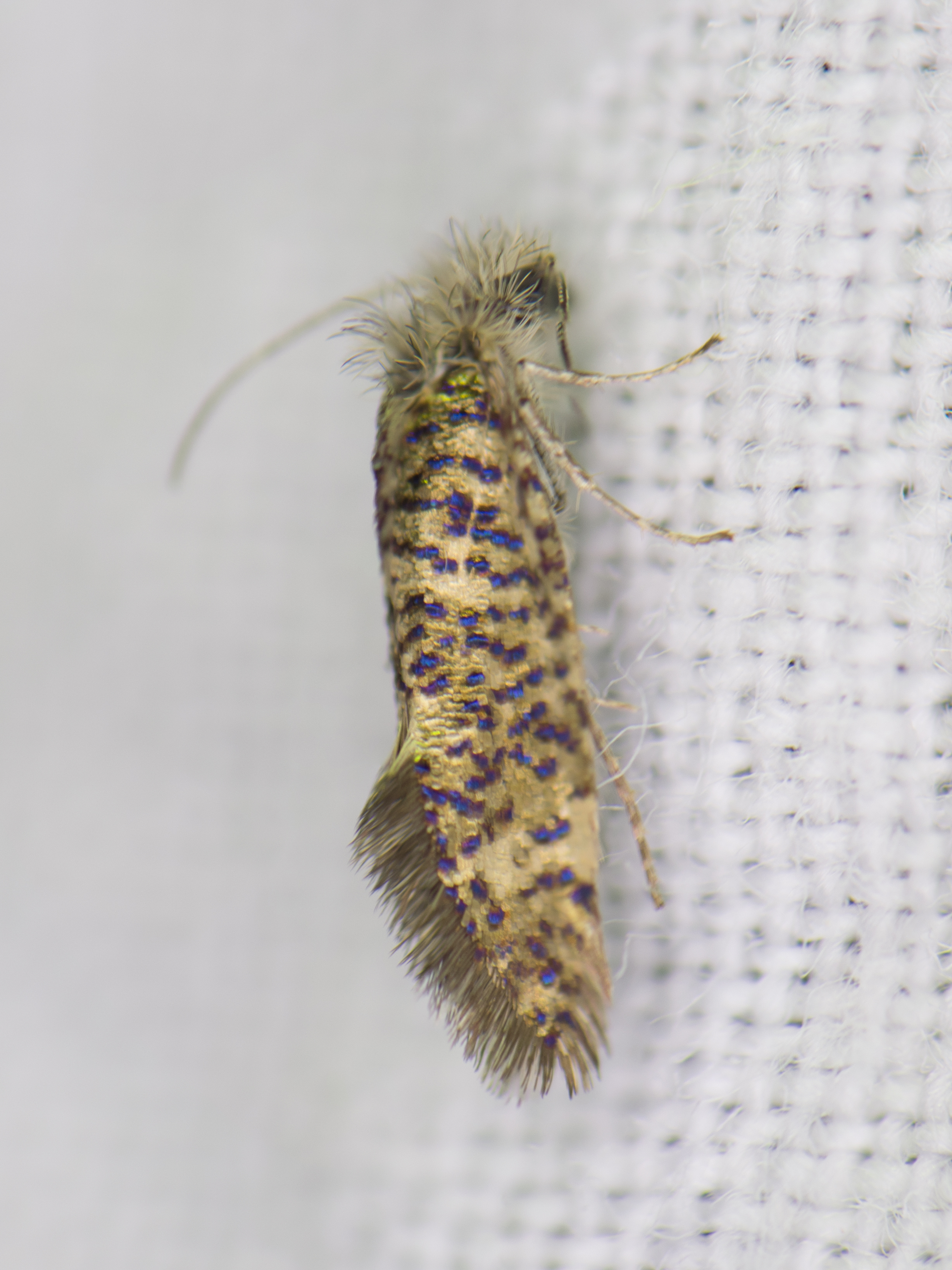 Eriocrania sparrmannella - nyíraknázó ősmoly