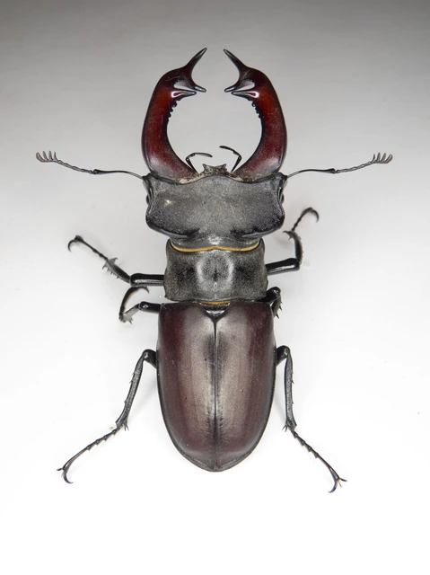 Lucanus cervus - nagy szarvasbogár