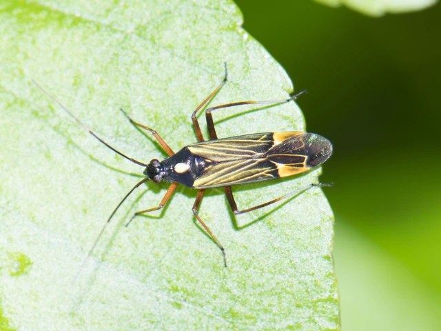Miris striatus - sávos mezeipoloska